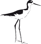 Black-necked Stilt 